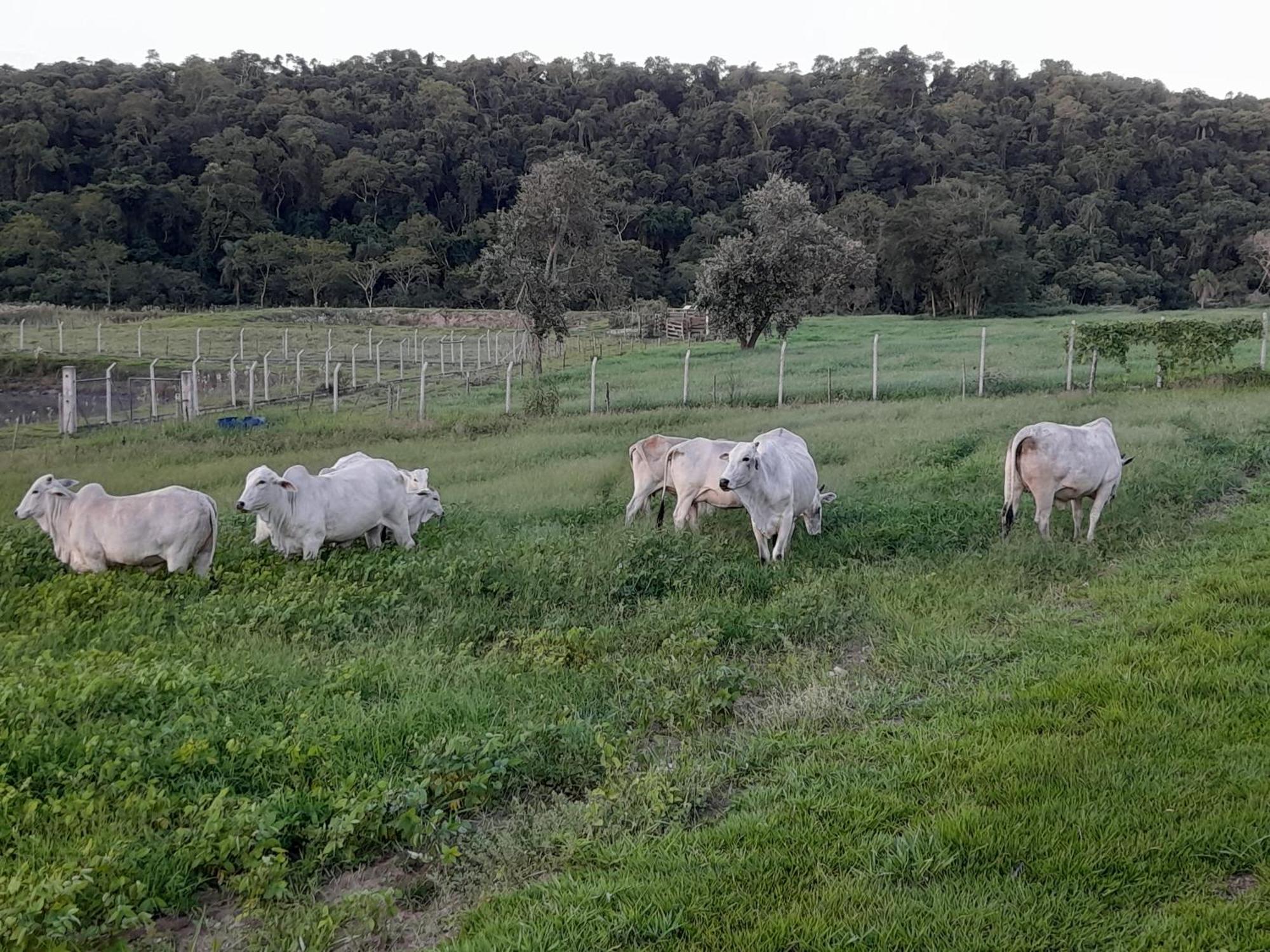 Hotel Fazenda Recanto Do Monte Alegre Piraju Eksteriør billede