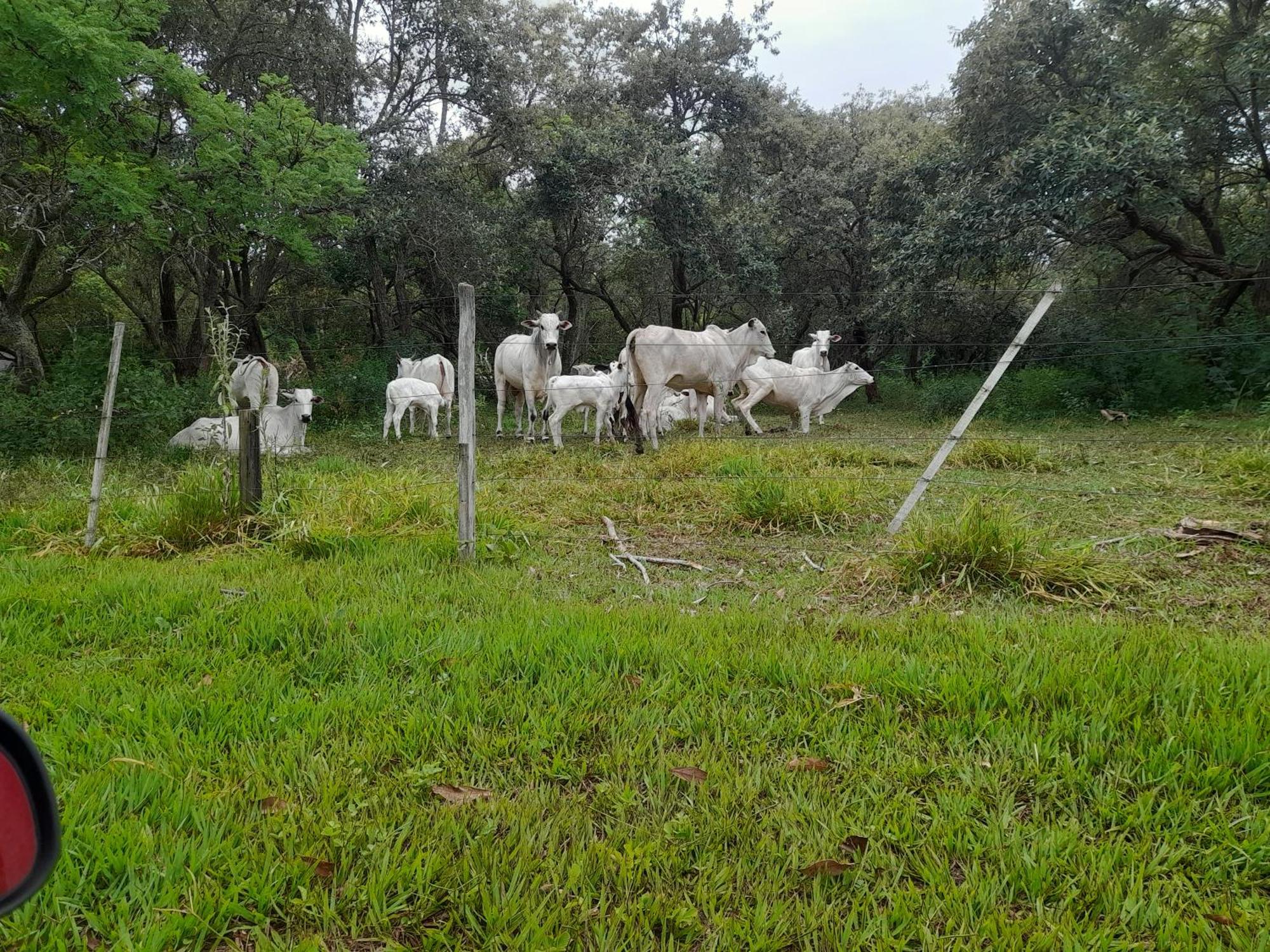 Hotel Fazenda Recanto Do Monte Alegre Piraju Eksteriør billede