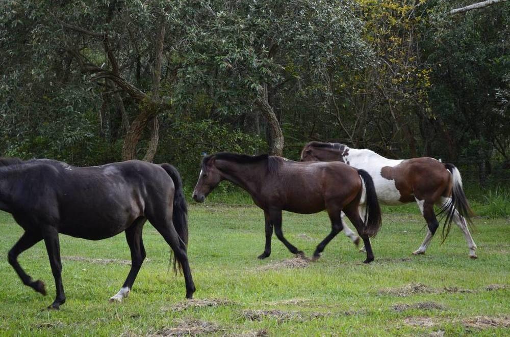 Hotel Fazenda Recanto Do Monte Alegre Piraju Eksteriør billede